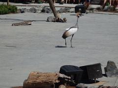 101PARC AUX OISEAUX DANS L AIN 2016 3_000036